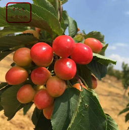 水城吉塞拉樱桃树苗从哪里引进成熟期是几月成熟期是几月