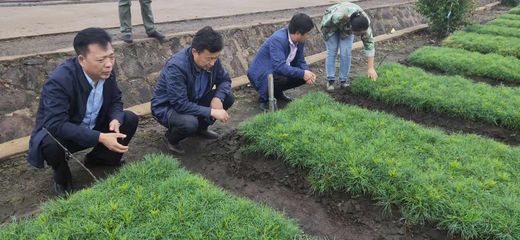 韩家园林业局积极探索林木种苗生产经营新思路