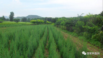 北京市组织全市苗圃现场交流活动