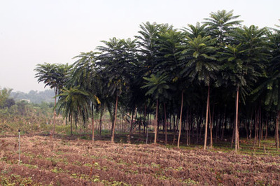 县政协视察林业 助推竹文化产业园区建设