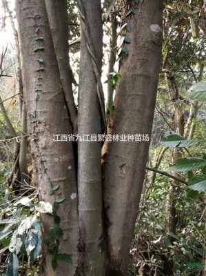江西省九江县繁盛林业种苗场
