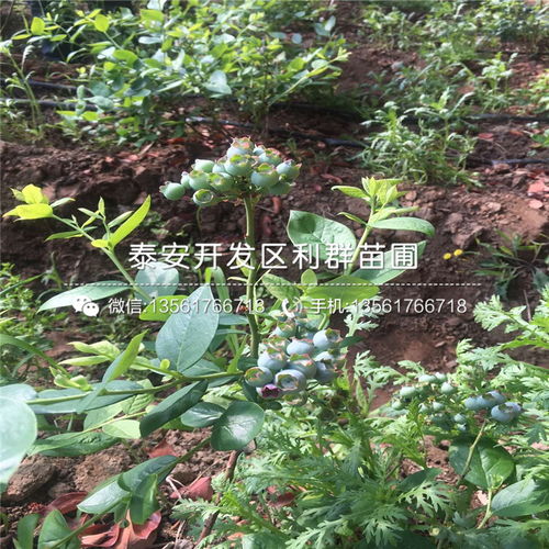 【伊丽莎白蓝莓苗基地、2018年伊丽莎白蓝莓苗基地】- 